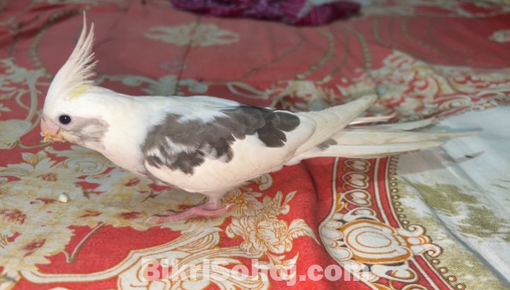 Tame cockatiel bird